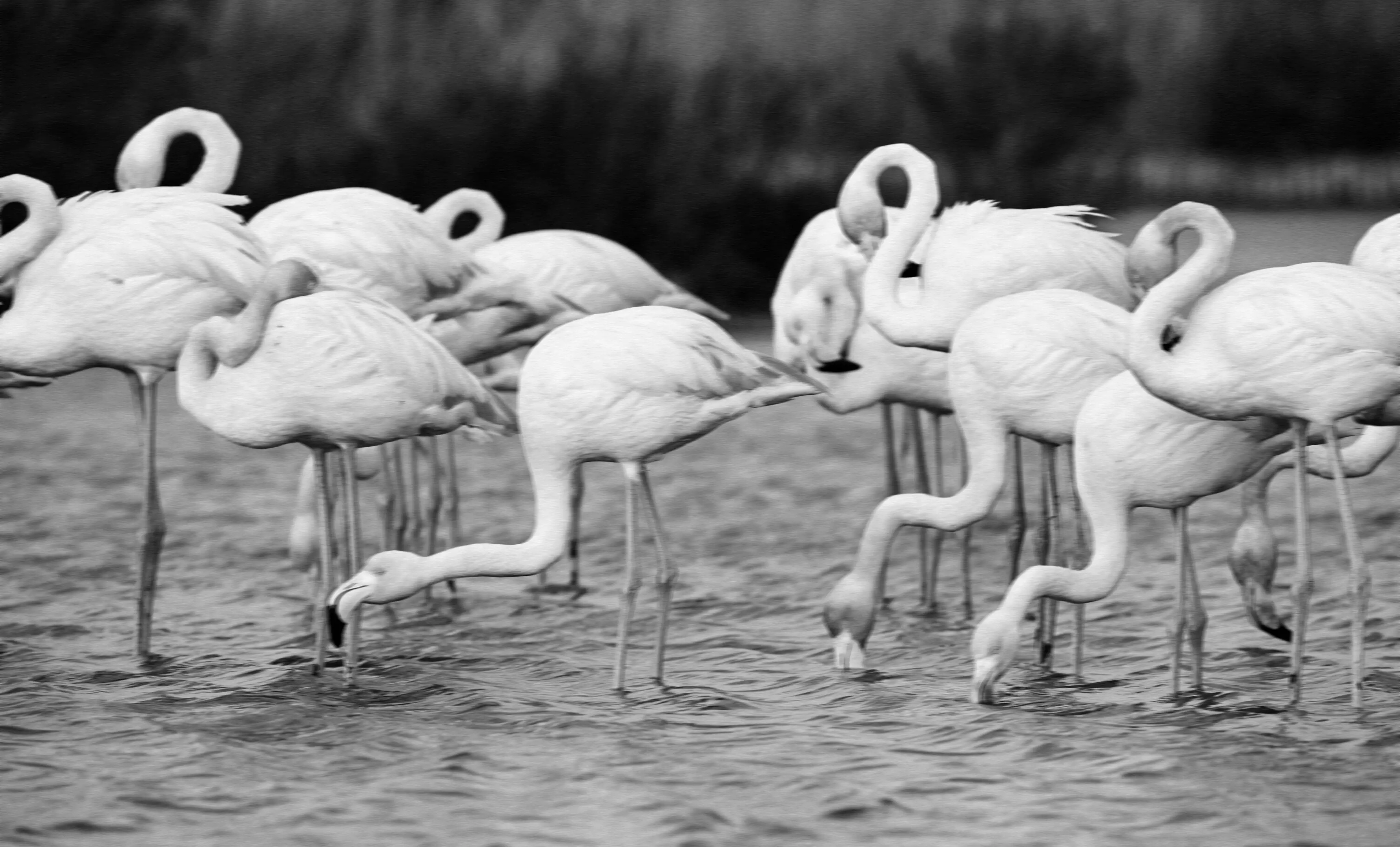 A flock of flamingos